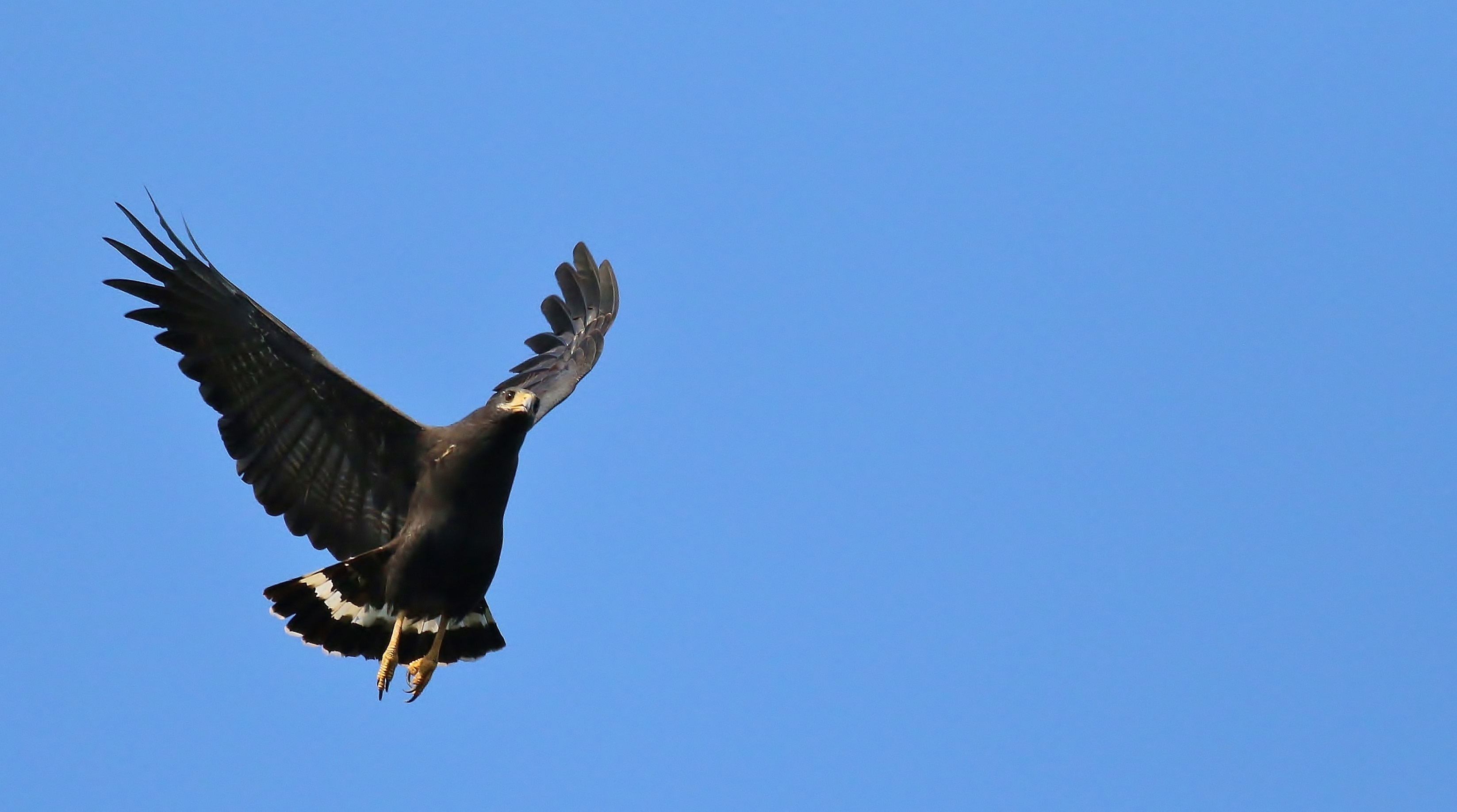 Common Black Hawk